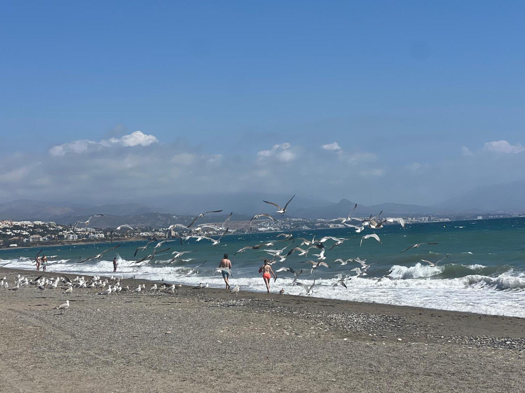 דירות מנילבה Puerto De La Duquesa מראה חיצוני תמונה